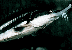 Beluga Sturgeon