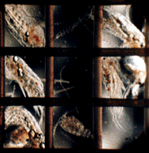 Copepodes under 500 micrometer cloth