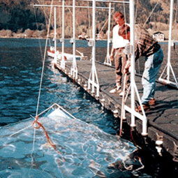 Illuminated submerged netcages