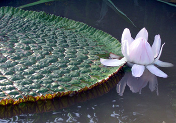 Victoria amazonica (Leaf and Flower)