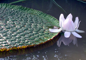 Victoria amazonica (Blatt und Blte)