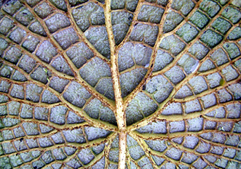Victoria amazonica (Leaf undersite)