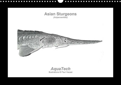 American Sturgeons - Perpetual Calendar (Cover)