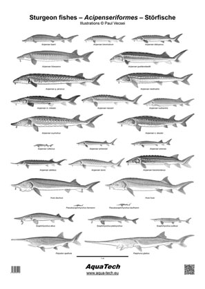 Poster - Sturgeon fishes (Acipenseriformes)